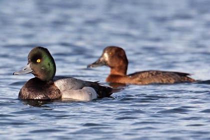 Lesser Scaup Image @ Kiwifoto.com