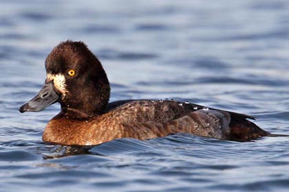 Lesser Scaup Image @ Kiwifoto.com