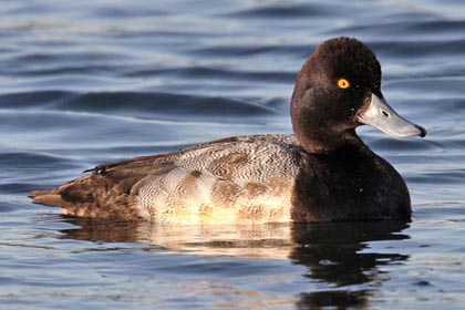 Lesser Scaup Picture @ Kiwifoto.com