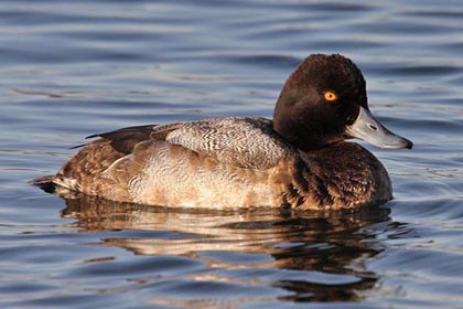 Lesser Scaup Picture @ Kiwifoto.com