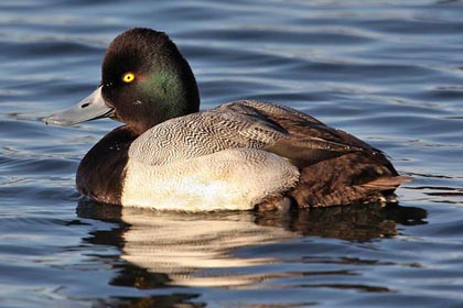 Lesser Scaup Photo @ Kiwifoto.com