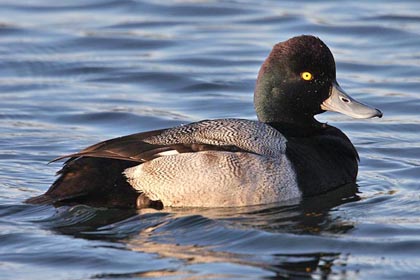 Lesser Scaup Image @ Kiwifoto.com