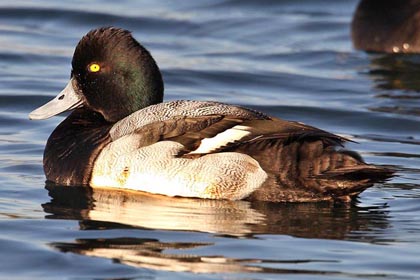 Lesser Scaup Image @ Kiwifoto.com