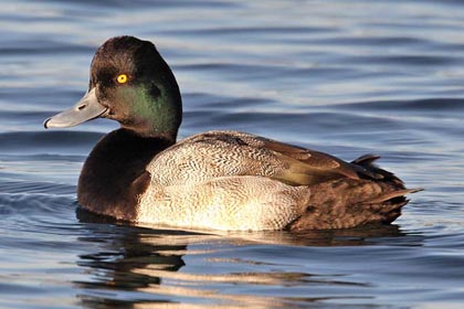 Lesser Scaup Image @ Kiwifoto.com