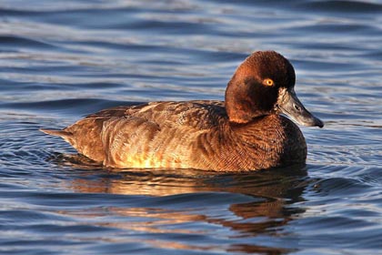 Lesser Scaup Image @ Kiwifoto.com