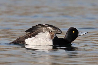 Lesser Scaup Image @ Kiwifoto.com