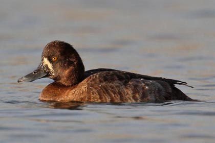 Lesser Scaup Picture @ Kiwifoto.com