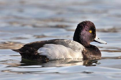 Lesser Scaup Picture @ Kiwifoto.com