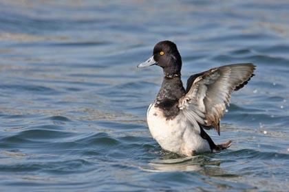 Lesser Scaup Image @ Kiwifoto.com