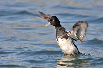 Lesser Scaup Picture @ Kiwifoto.com