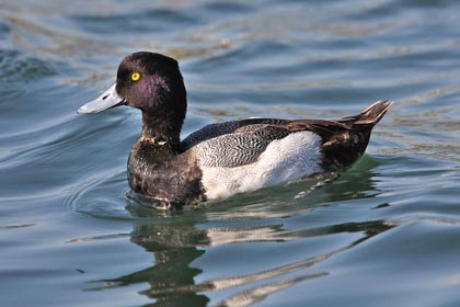 Lesser Scaup Image @ Kiwifoto.com