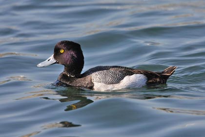 Lesser Scaup Picture @ Kiwifoto.com