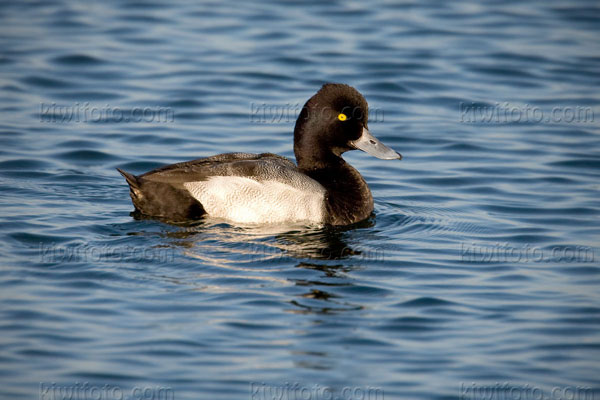 Lesser Scaup Photo @ Kiwifoto.com