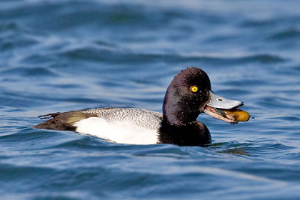 Lesser Scaup Image @ Kiwifoto.com