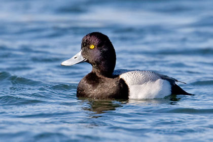 Lesser Scaup Image @ Kiwifoto.com