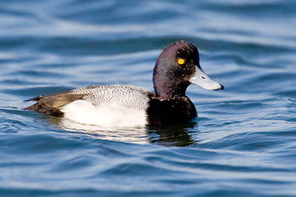 Lesser Scaup Picture @ Kiwifoto.com