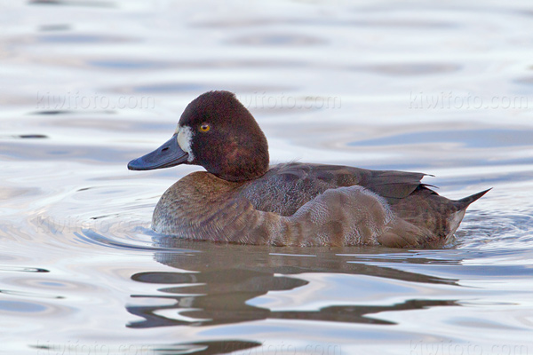 Lesser Scaup (female)