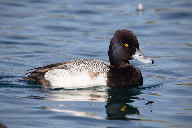 Lesser Scaup Picture @ Kiwifoto.com