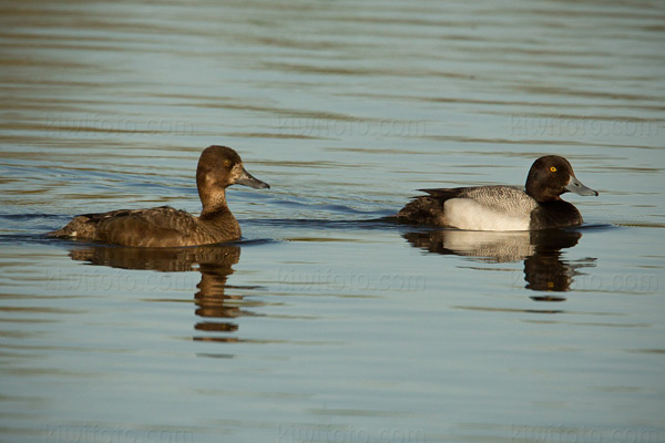 Lesser Scaup Image @ Kiwifoto.com