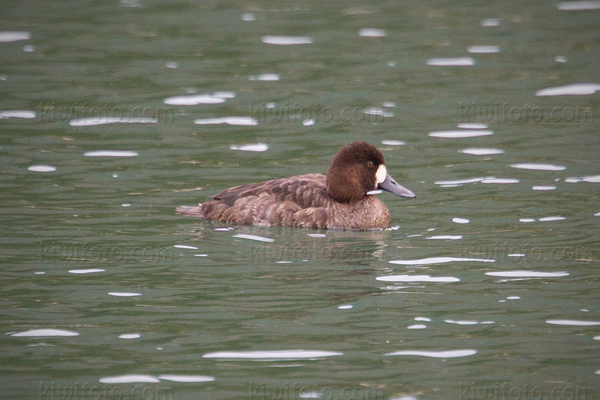 Lesser Scaup Photo @ Kiwifoto.com