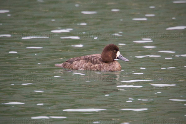 Lesser Scaup Picture @ Kiwifoto.com