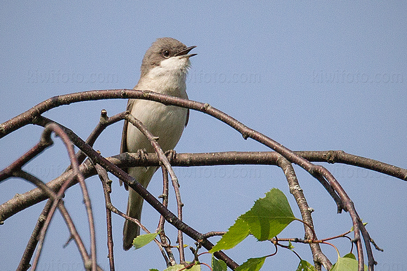 Lesser Whitethroat Image @ Kiwifoto.com