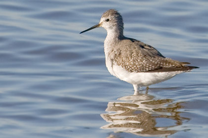 Lesser Yellowlegs Picture @ Kiwifoto.com