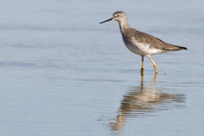 Lesser Yellowlegs Picture @ Kiwifoto.com