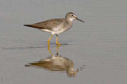 Lesser Yellowlegs Image @ Kiwifoto.com