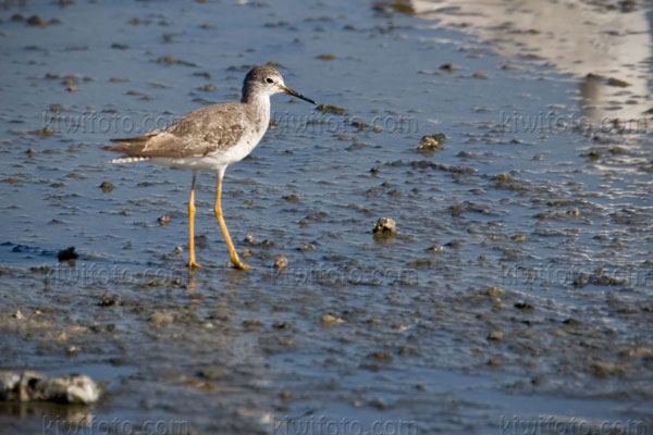 Lesser Yellowlegs Image @ Kiwifoto.com