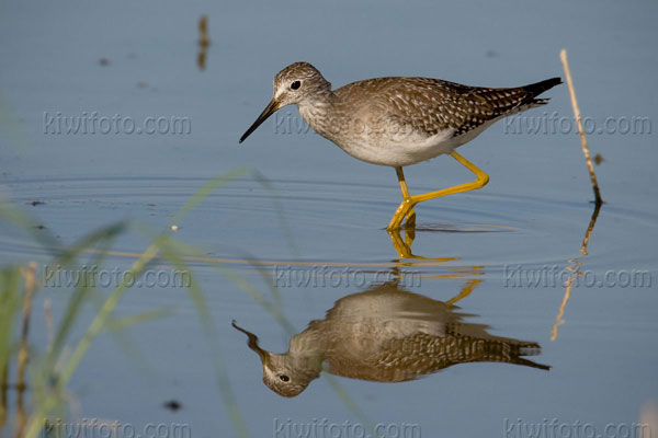 Lesser Yellowlegs Image @ Kiwifoto.com