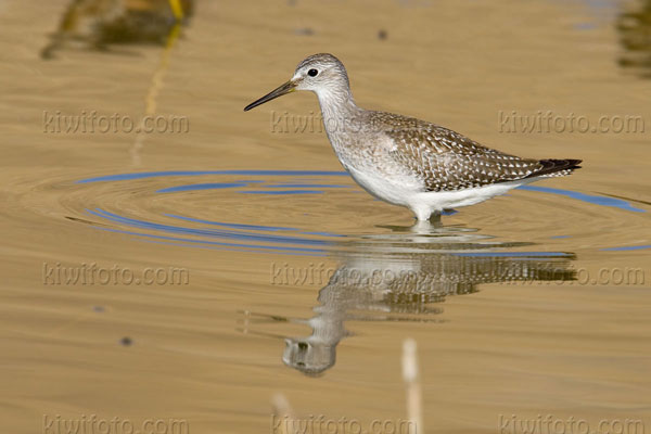 Lesser Yellowlegs Image @ Kiwifoto.com