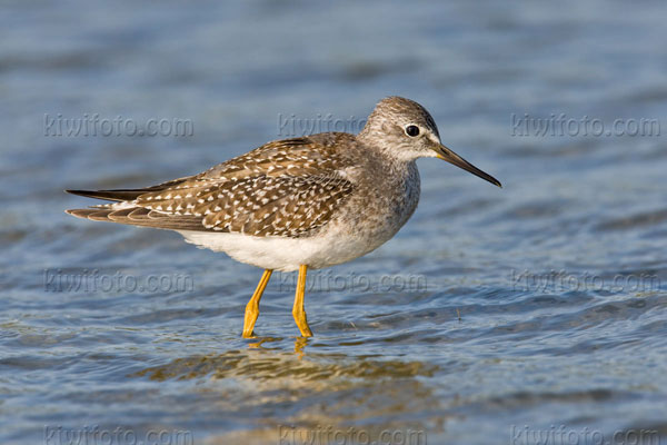 Lesser Yellowlegs Picture @ Kiwifoto.com