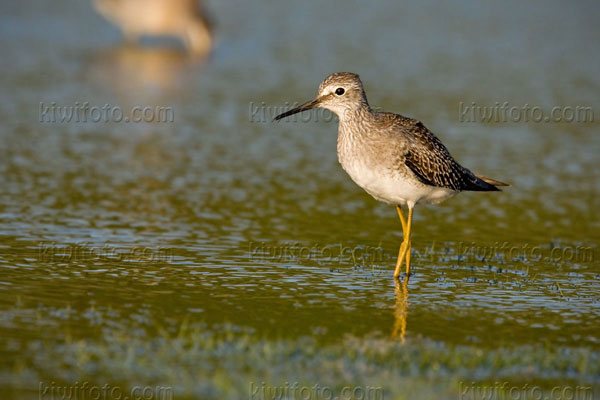 Lesser Yellowlegs Image @ Kiwifoto.com