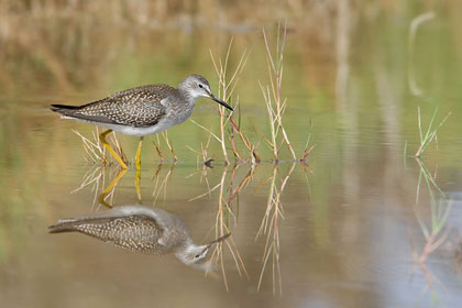 Lesser Yellowlegs Photo @ Kiwifoto.com