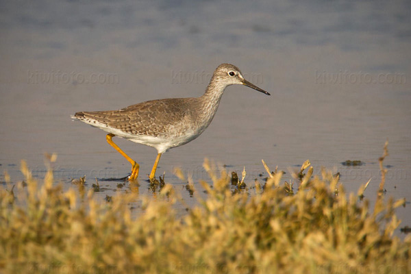 Lesser Yellowlegs Photo @ Kiwifoto.com