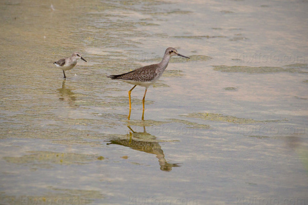 Western Sandpiper (w/Lesser Yellowlegs)