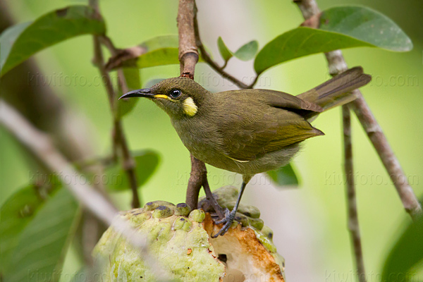 Lewin's Honeyeater Photo @ Kiwifoto.com