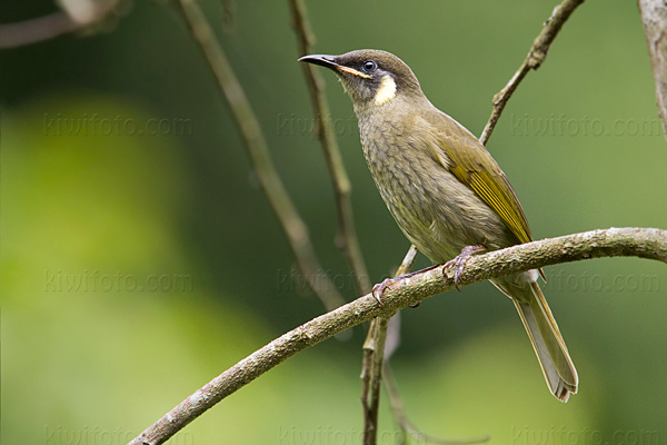 Lewin's Honeyeater Photo @ Kiwifoto.com