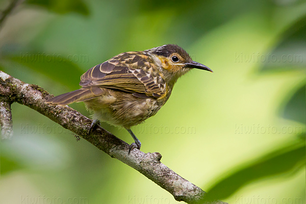 Lewin's Honeyeater Image @ Kiwifoto.com