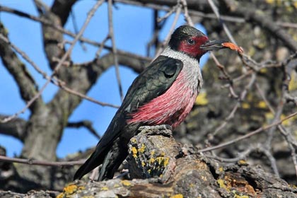 Lewis's Woodpecker Image @ Kiwifoto.com