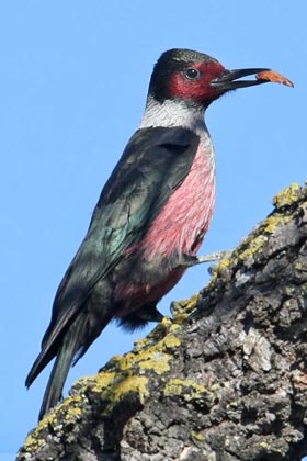 Lewis's Woodpecker Photo @ Kiwifoto.com