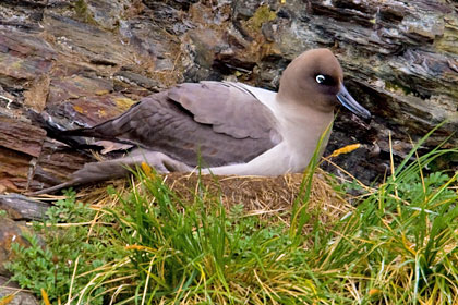 Light-mantled Albatross