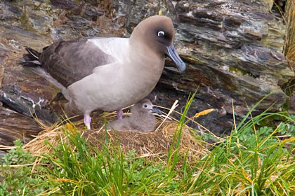 Light-mantled Albatross Image @ Kiwifoto.com