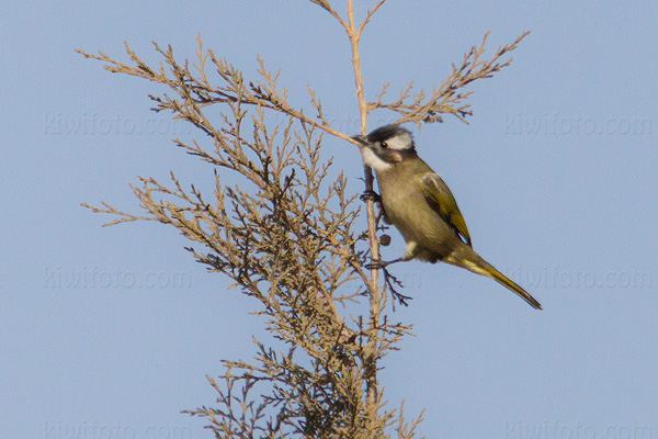 Light-vented Bulbul