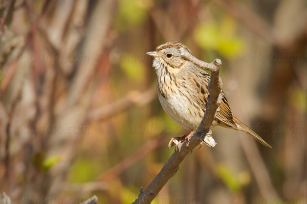 Lincoln's Sparrow Image @ Kiwifoto.com