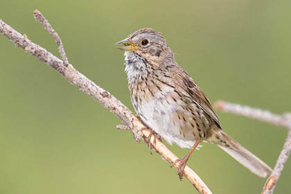 Lincoln's Sparrow Picture @ Kiwifoto.com