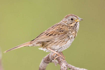 Lincoln's Sparrow Photo @ Kiwifoto.com