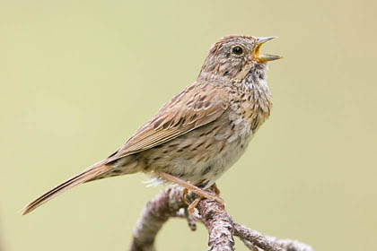 Lincoln's Sparrow Photo @ Kiwifoto.com