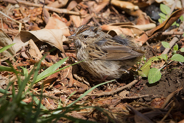 Lincoln's Sparrow Image @ Kiwifoto.com